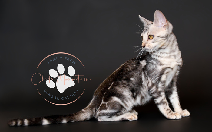 bengal kittens for sale